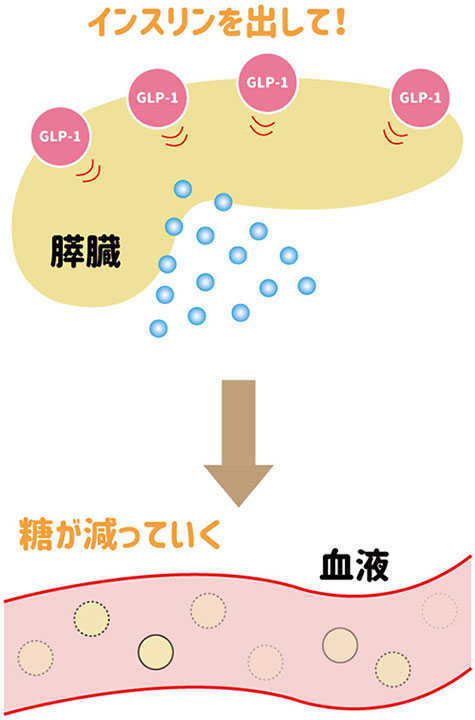 インスリンを分泌