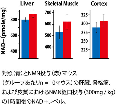 加齢による体内のNAD＋レベルの減少